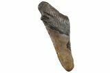 Partial Fossil Megalodon Tooth - South Carolina #320685-1